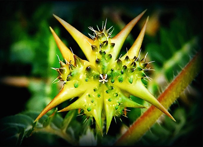 Tribulus Terestris Fruit