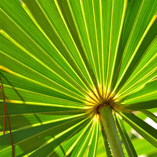 Saw Palmetto
